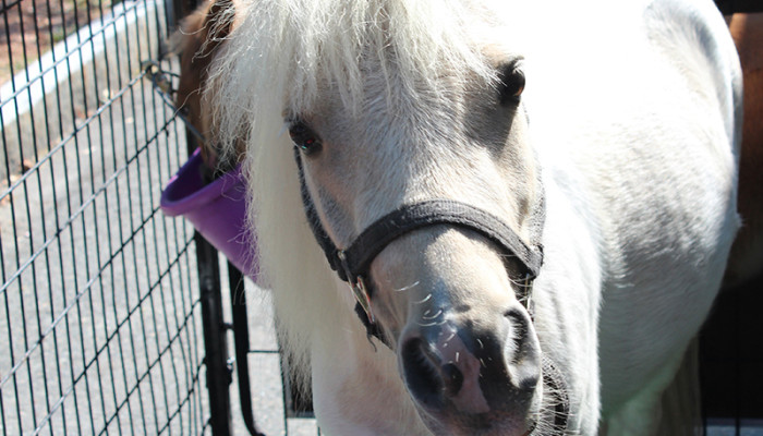 Picture of Newton the mini horse